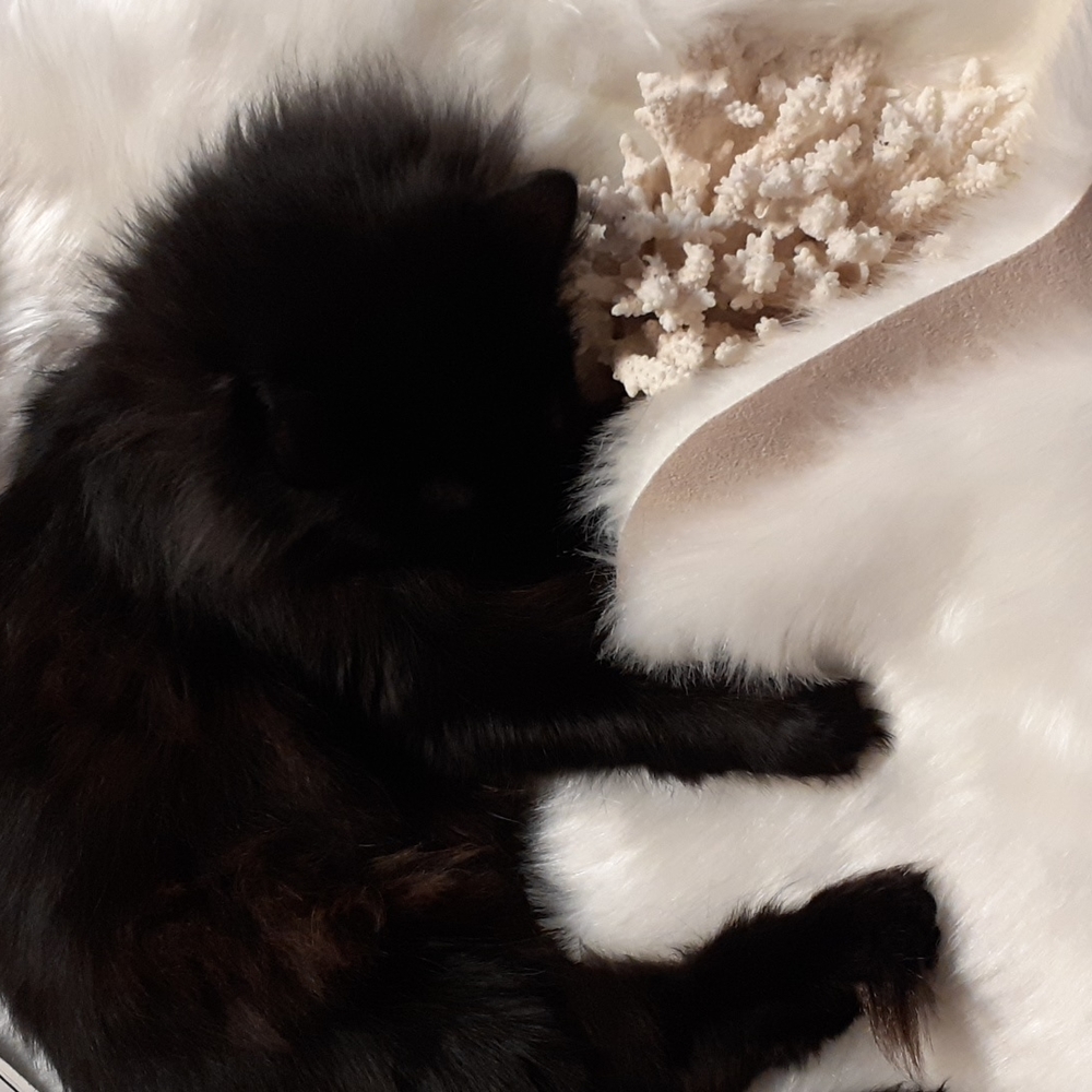 PRECIOUS (Ruler of home) - Picture 3 of 9
